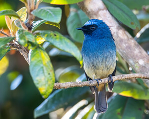 Beautiful blue color bird known as Rufous Vented Flycatcher perched on a tree branch at nature...