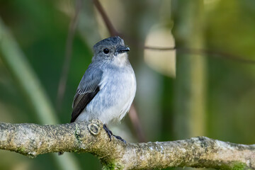 Nature wildlife bird species of Little Pied Flycatcher on perched on a tree branch found in Borneo, Sabah,Malaysia with nature wildlife background