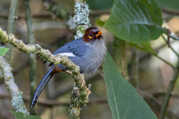 Nature wildlife image bird of a Chestnut-hooded laughingthrush on perch at nature habits in Sabah, Borneo