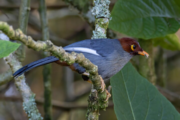 Nature wildlife image bird of a Chestnut-hooded laughingthrush on perch at nature habits in Sabah,...