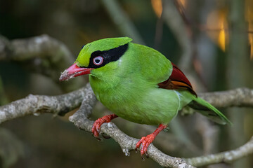 Nature wildlife image of green birds of Borneo known as Bornean Green Magpie
