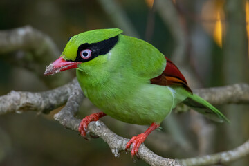 Nature wildlife image of green birds of Borneo known as Bornean Green Magpie