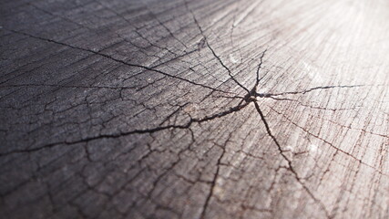 Nature Cracked Tree Trunk Wood