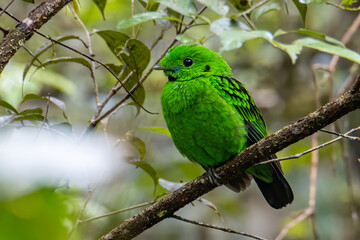 Nature wildlife image of Beautiful bird green broadbill perching on a branch. Whitehead's Broadbill bird endemic of Borneo