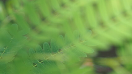 Abstract leaf Close Up