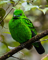 Nature wildlife image of Beautiful bird green broadbill perching on a branch. Whitehead's Broadbill bird endemic of Borneo