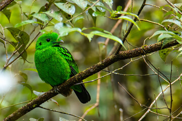 Nature wildlife image of Beautiful bird green broadbill perching on a branch. Whitehead's Broadbill bird endemic of Borneo