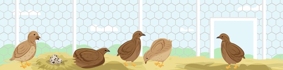 Vector illustration of happy quails in a farm landscape. 