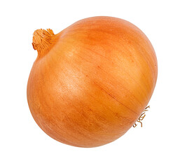 Fresh onion isolated on white background  with clipping path