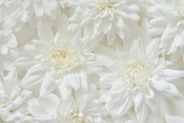 白色の菊
