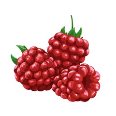 Hand drawn raspberry. White isolated illustration