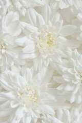 白色の菊
