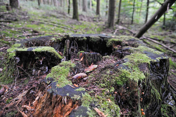 Naklejka na ściany i meble Seelbach, Tretenbach, Vorberzone des Schwarzaldes: Wald mit Naturverjüngung.