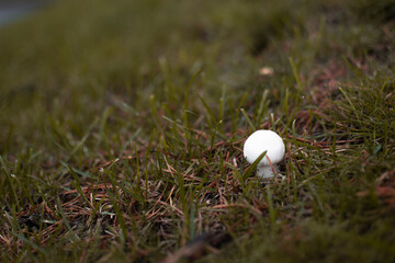 toxic and hallucinogenic fungi grow in their natural habitat forest