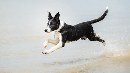 border collie puppy dog running in shallow water on the beach in summer