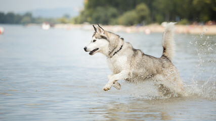 siberian husky dog running in shallow water on the beach in summer