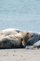Wild Grey seal colony on the beach at Dune, Germany. Group with various shapes and sizes of gray seal