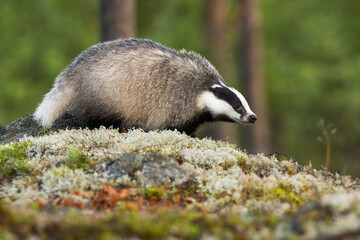 European badger, meles meles, walking on moss in summer forest. Mammal with black and white stripes on head going on rocks in summertime. Animal wildlife in green woodland.