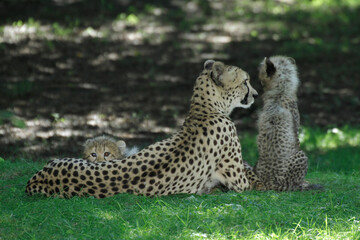 Fototapeta na wymiar Gepard (Acinonyx jubatus) Weibchen mit Jungtieren