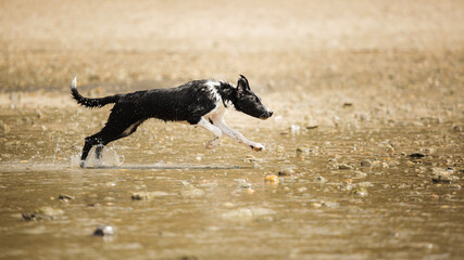 border collie puppy dog running in shallow water on the beach in summer - Powered by Adobe