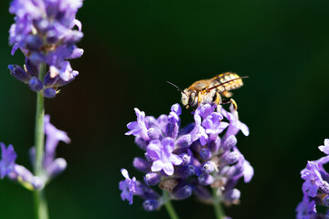 Honeybee feeding on a single stem of english lavender with a natural green background