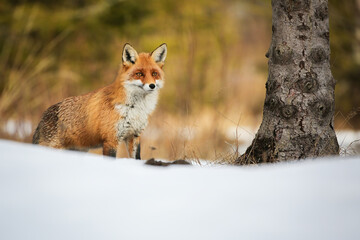 Red fox, vulpes vulpes, standing in snowy forest in winter nature. Wild mammal with fluffy coatn looking around woodland in wintertime. Orange predator observing near the tree.
