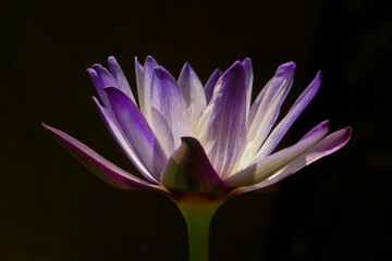 Purple and white water lily  "purple joy" flower on black background