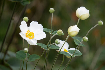 白いシュウメイギク（Anemone hupehensis ）のクローズアップ