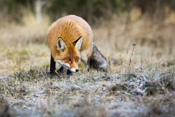 Fluffy red fox, vulpes vulpes, hunting on meadow in autumn nature. Wild predator sneaking on dry field in fall. Animal wildlife in natural envioronment.