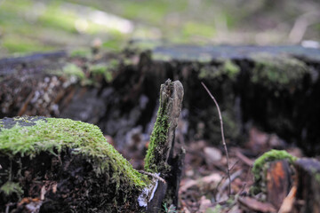 Seelbach, Tretenbach, Vorberzone des Schwarzaldes: Wald mit Naturverjüngung.