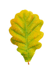 Bright yellow-green oak leaf isolated on white background(with working path).
