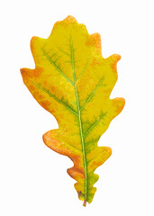 Bright yellow-green oak leaf isolated on white background (with working path).