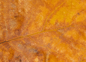 Surface of dry autumn oak leaf. Close-up.