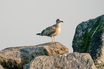 A herring gull on a rock, sea in the background, on the beach of Dune, Germany