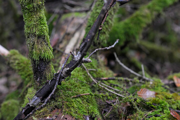 Seelbach, Tretenbach, Vorberzone des Schwarzaldes: Wald mit Naturverjüngung.