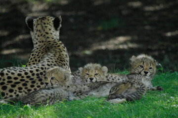 Gepard (Acinonyx jubatus) Weibchen mit Jungtieren
