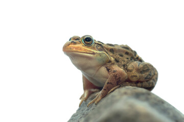 トウキョウダルマガエルを斜め前から