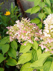 Hydrangea paniculata or panicle hydrangea with spectacular two-tone effect, creamy-white to gradually pink panicles of flowers