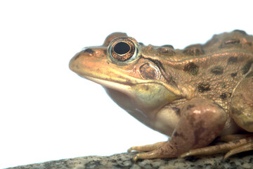 トウキョウダルマガエルを真横から