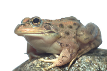 トウキョウダルマガエルを斜め前から