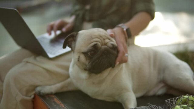 Dreadlocks girl sitting outdoors with her laptop computer and cute little pug is sitting near, she palms