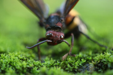 ant on green grass