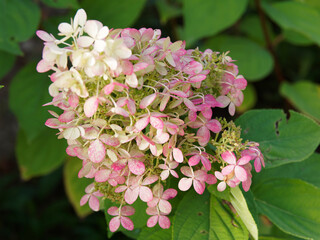 Hydrangea paniculata or panicle hydrangea with spectacular two-tone effect, creamy-white to...