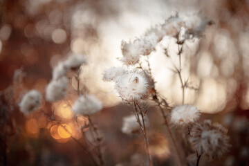 Burdock boxes with fluffy seeds on a red and yellow beautiful bokeh background