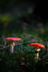Multiple red mushroom with white dots in a ray of sunlight,red amanita, fly agaric. Dark scene on a wet forest floor with grass and brown autumn foliage in fall. Amersfoort, the Netherlands. Okt 2020