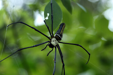 spider on a web