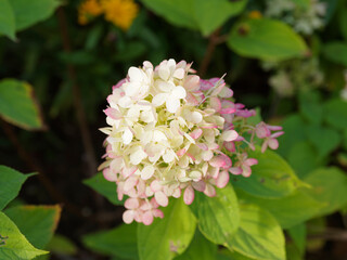 Panicle hydrangea (Hydrangea paniculata) with dark-green leaves and deep-pink and creamy-white flowers on upright stems 
