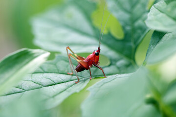 grasshopper on a red leaf