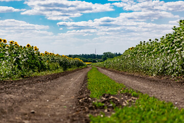 Fototapeta na wymiar A large spacious field with blooming yellow sunflowers with large green leaves. Beautiful blue sky with clouds. Colorful landscape of nature in Russia with a crop of seeds