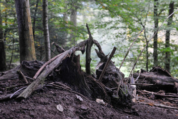 Seelbach, Tretenbach, Vorberzone des Schwarzaldes: Wald mit Naturverjüngung.